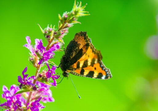 A orange butterfly sits on a purple flower
