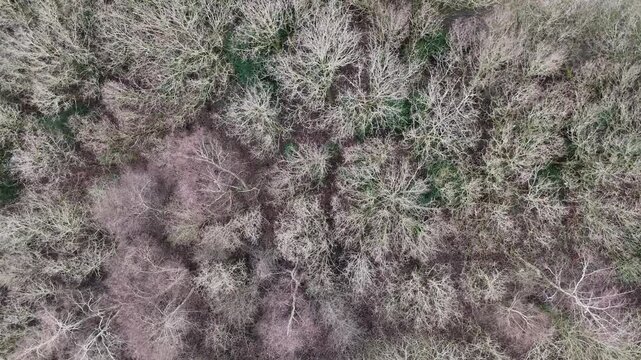 Tree Tops in winter