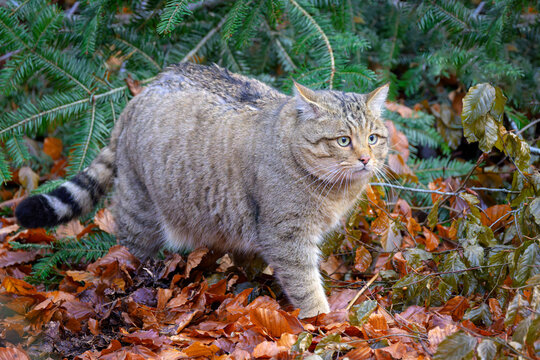 European Wild Cat (Felis silvestris) walking in the forest, Germany.