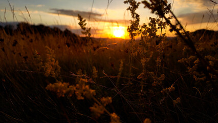 Naklejka premium Summertime golden colors on meadow flowers.