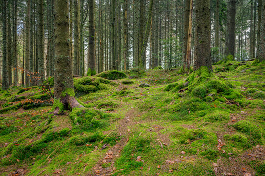Forest with trees and moss at Bavarian forest, Germany.