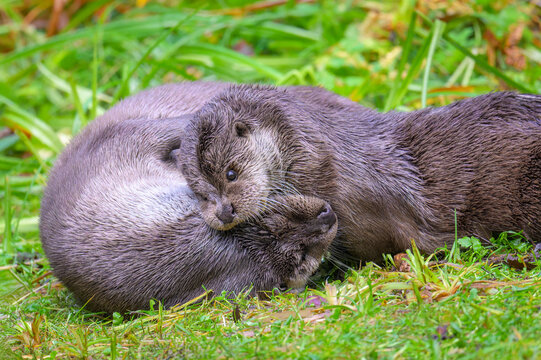 Eurasian otter (Lutra lutra) pair playing and biting together, Bavarian forest, Germany.