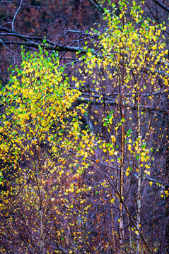 Autumn foliage in forest, Bavarian forest, Germany.