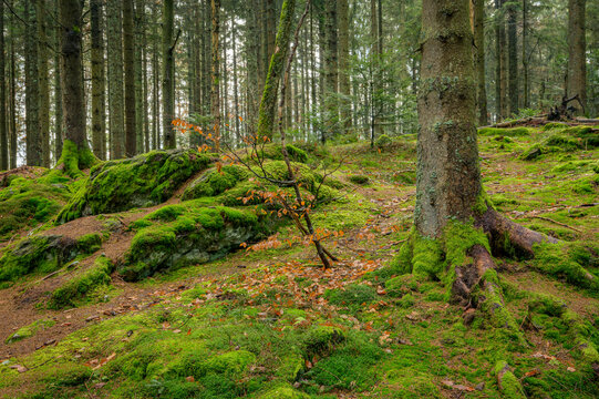 Forest with trees and moss at Bavarian forest, Germany.