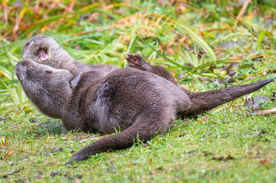 Eurasian otter (Lutra lutra) pair playing together, Bavarian forest, Germany.