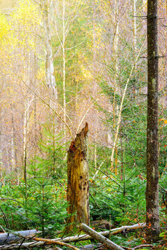 Broken tree stem in autumn forest, Bavarian forest, Germany.