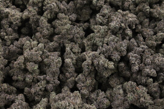 Dense dried cannabis buds top down texture view