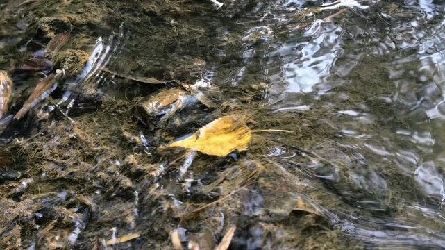 Fallen yellow autumn leaf floats in shallow clear water, seasonal nature detail, peaceful stream surface, natural fall background.