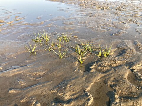Gr&auml;ser  / Wasserpflanzen im nieders&auml;chsischen Wattenmeer der Nordsee vor Cuxhaven bei Ebbe