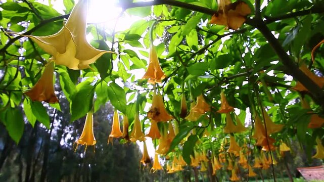 Bright orange Angels trumpet flower on the tree