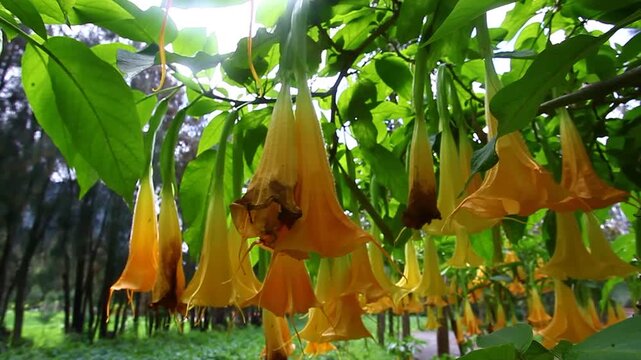 Bright orange Angels trumpet flower on the tree