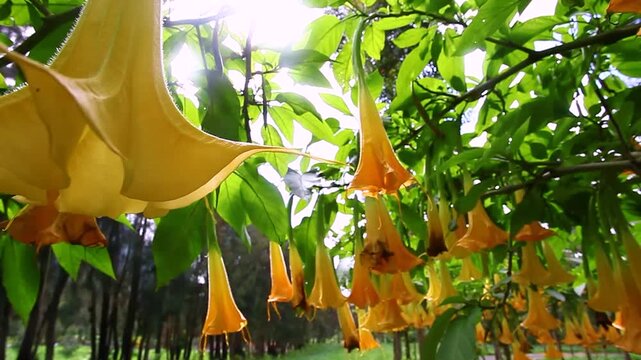 Bright orange Angels trumpet flower on the tree