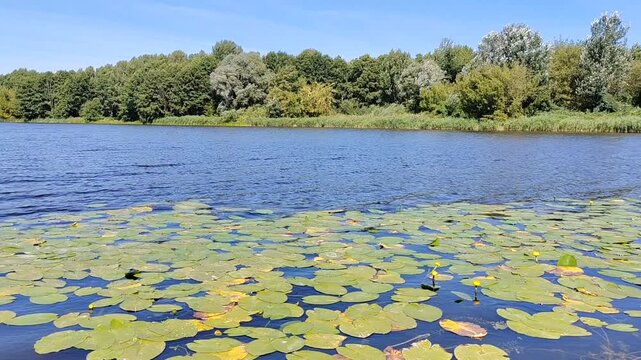 Beautiful summer river landscape with yellow water lilies and green leaves swaying on waves under a blue sky