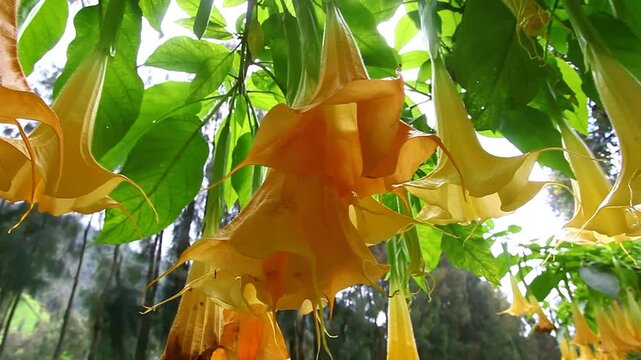 Bright orange Angels trumpet flower on the tree