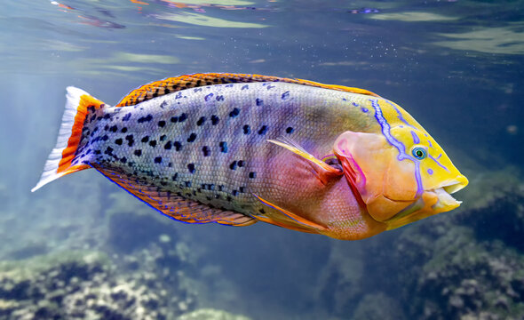Close-up view of a Queen coris (Coris formosa) 