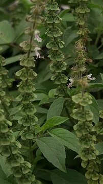 Close-up vertical footage of a flowering basil plant showing a tall flower spike covered with tiny white tubular flowers, developing flower clusters, and green leaves.