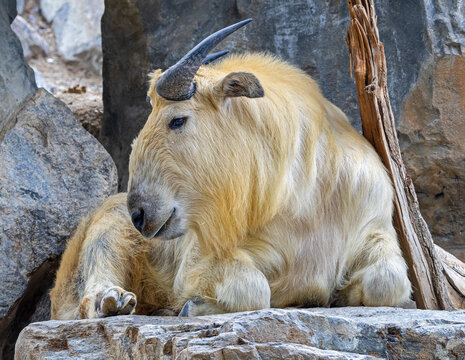 Close-up view of a Golden takin (Budorcas bedfordi)