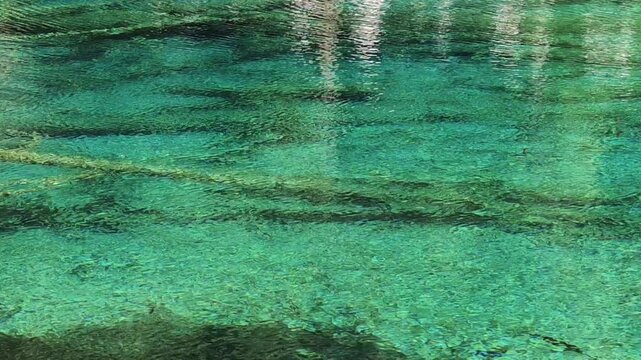 Jiuzhaigou 4K Crystal Clear Turquoise Lake with Submerged Dead Trees and Sparkling Water Ripples, Sichuan, China