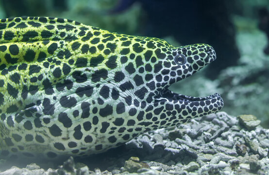 Close-up portrait view of a laced moray (Gymnothorax favagineus)