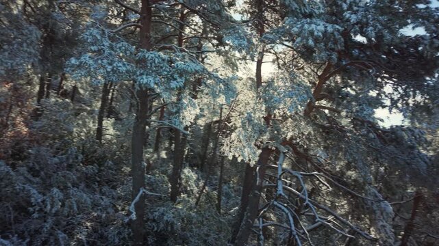 Inside a Snow Covered Pine Forest in the Spanish Pyrenees