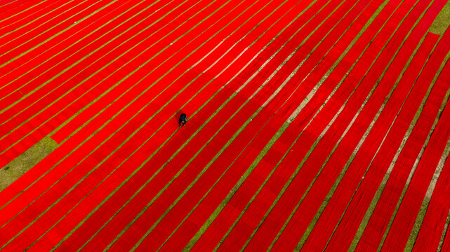 Narsingdi, Bangladesh - 19 November 2022: Aerial view of long strips of vibrant red fabric laid out on a green field to dry, with a worker walking between the rows.