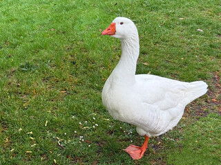 White goose on the green grass © millaf (Nemchinova)