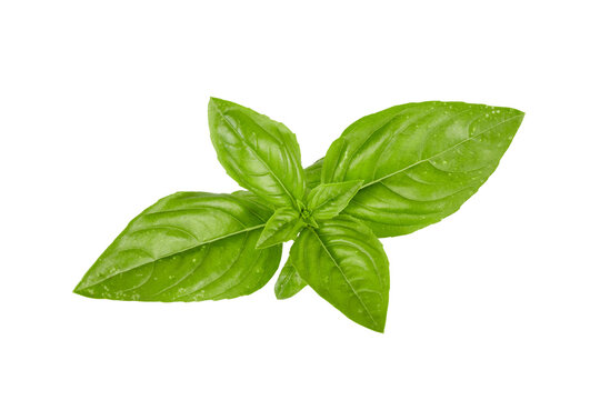 fresh basil leaves isolated on white or transparent png