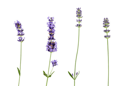 set of lavender flowers isolated on white or transparent png