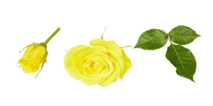 yellow roses and leaves with rose flower isolated on white or transparent png