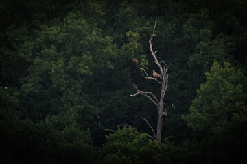 Bielik © Konrad