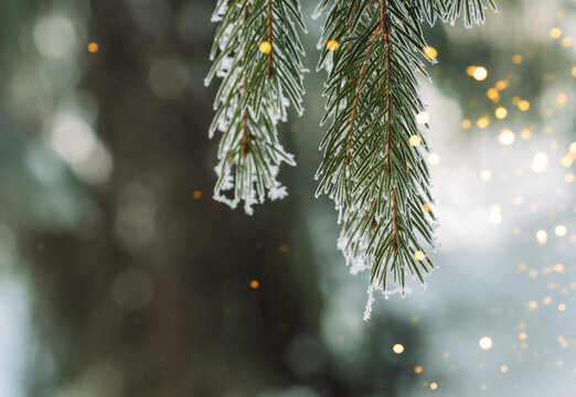 Frost-covered fir branches with glowing golden bokeh, magical Christmas background.