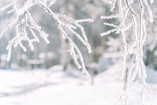 Delicate frosty branches framing snowy park, bright winter background with copy space.