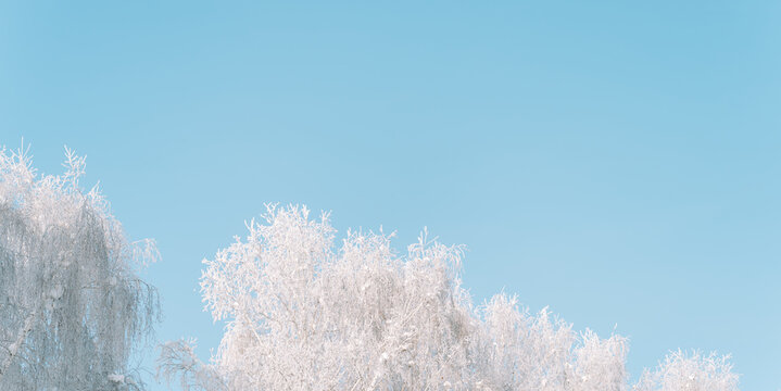 White frosty treetops under blue winter sky, peaceful seasonal background.