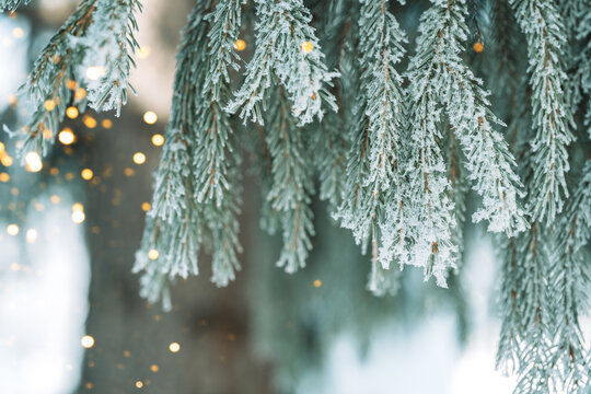 Frosted evergreen branch with warm golden bokeh, magical Christmas winter background.