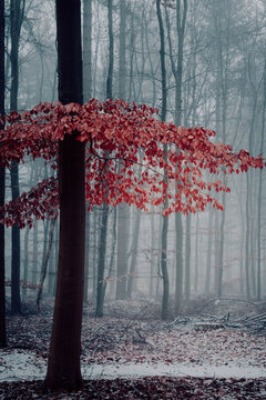 Mysterious & Ethereal