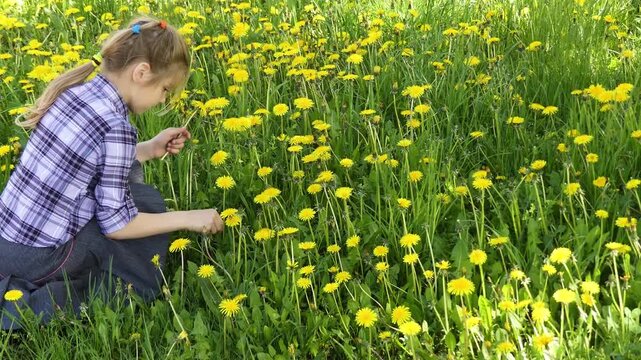 Beautiful girl collects big yellow dandelions on a green meadow.