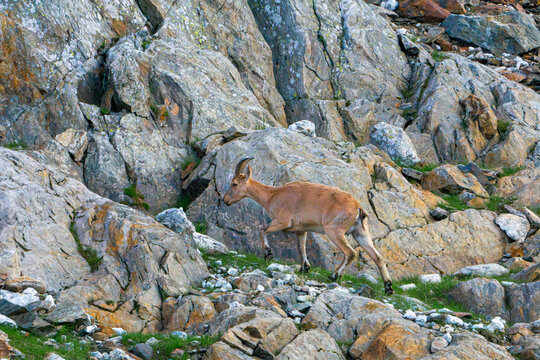 Wild mountain goat walking on rocky alpine slope