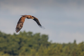 Bielik © Konrad