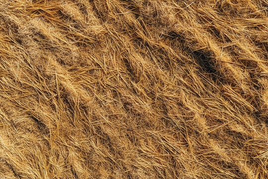 Dry Yellow Grass Hay Field Texture Background