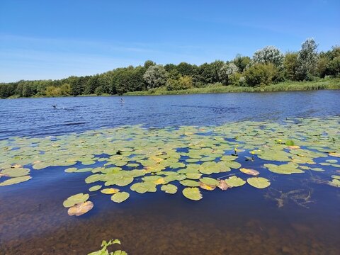 Summer river landscape with yellow water lilies and wild ducks flying up from the water surface under a clear blue sky