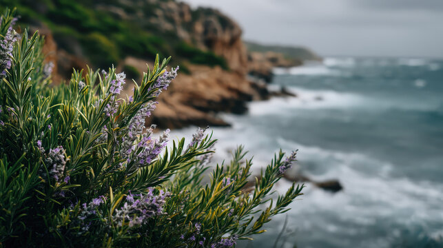 Coastal rosemary bush in bloom with purple flowers, overlooking a turbulent sea and rugged cliffs under a cloudy sky.