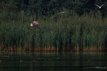 Bielik © Konrad
