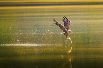 Bielik © Konrad