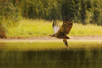 Bielik © Konrad