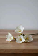 Fototapeta premium White freesia flowers on wooden table, spring and freshness concept, natural beauty and delicate floral arrangement