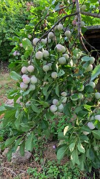 Close-up of ripening pale green and pinkish Greengage (Reine Claude) plums hanging on a branch in a rural orchard in Iași, Romania.