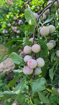 Close-up of ripening pale green and pinkish Greengage (Reine Claude) plums hanging on a branch in a rural orchard in Iași, Romania.