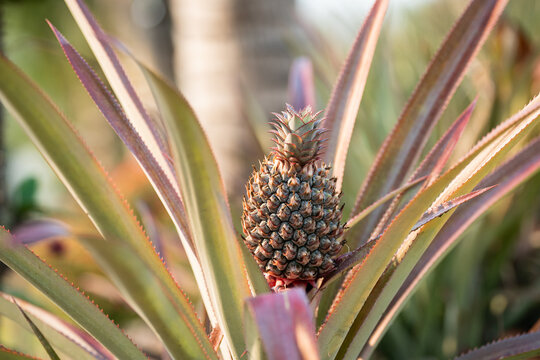 Ripe miniature tropical pineapple fruit growing on palm tree in agricultural farm in Thailand, organic farming and producing exotic fruits in Thai, mini pineapple grows at countryside plantation.