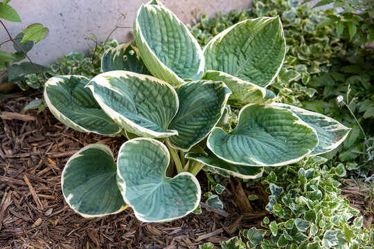 Hosta &agrave; vari&eacute;t&eacute; &agrave; larges feuilles vert-bleut&eacute; bord&eacute;es de blanc cr&egrave;me. Grandes feuilles en forme de c&oelig;ur, au centre glauque ou vert bleut&eacute;, soulign&eacute;es par une nette marge blanche ou cr&egrave;me.