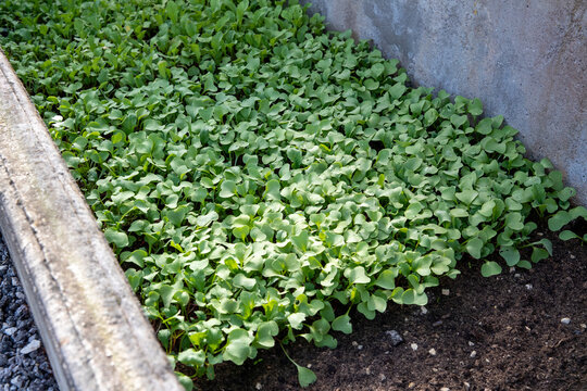Un semis dense de jeunes radis cultiv&eacute;s en couche chaude. Le lit de semence est propre, bien nivel&eacute;, bord&eacute; d'une structure en bois et d'un muret.